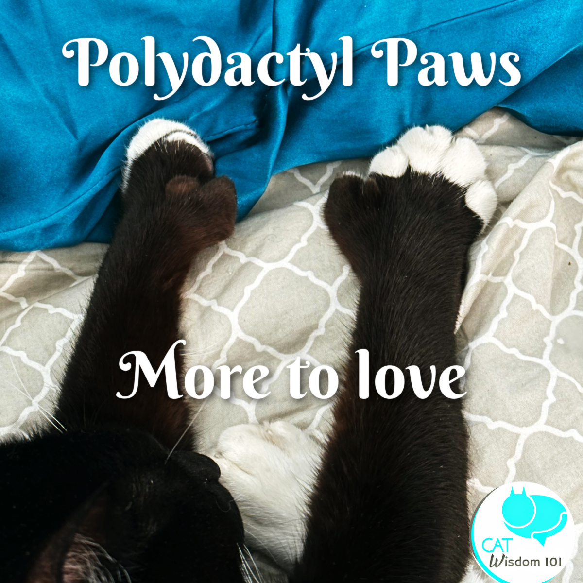 polydactyl cat paws