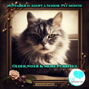 why adopting older cats rock