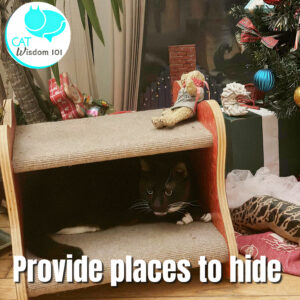 Kitty cozy hiding spots