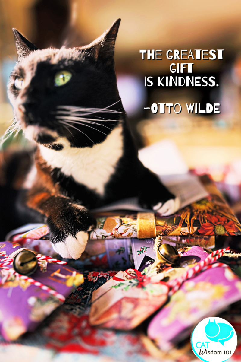 cat quote kindness gift