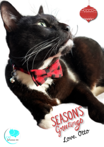Tuxedo cat wearing bow tie