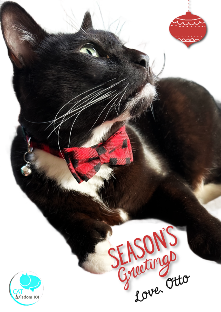 Tuxedo cat wearing bow tie 