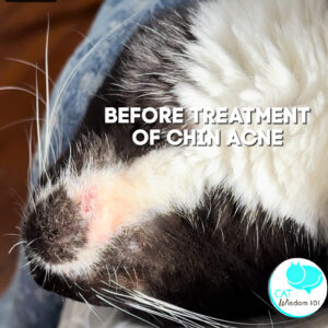 Cat acne treatment