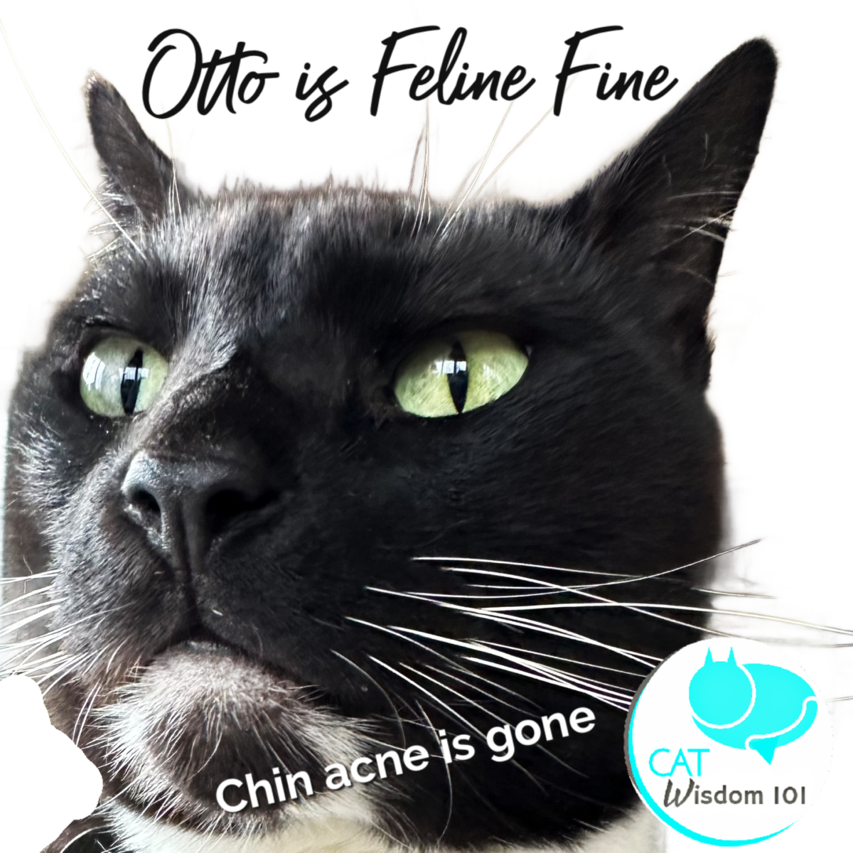 Feline cat chin acne 