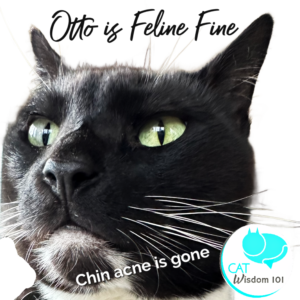 Feline cat chin acne