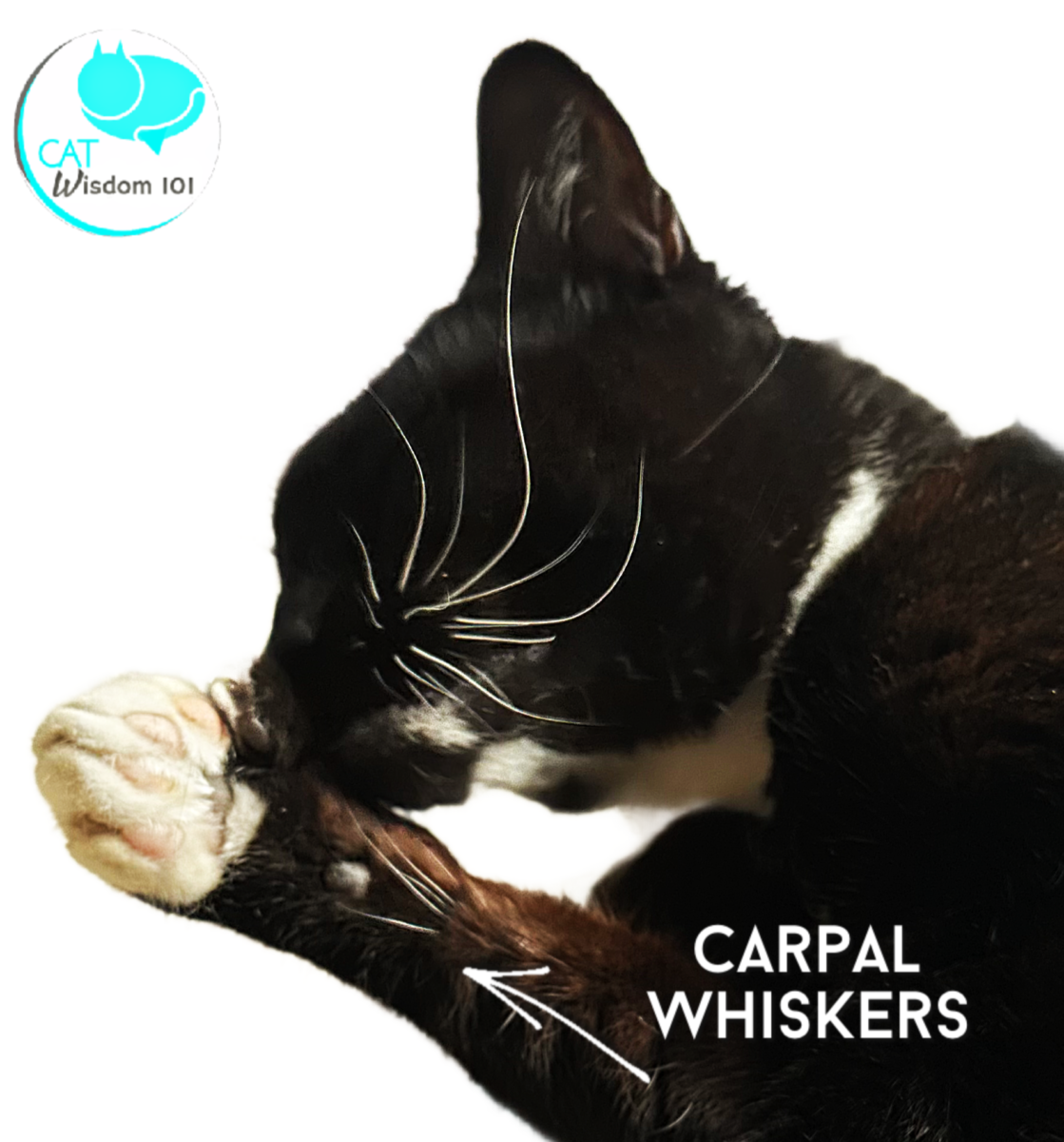 Leg carpal whiskers on cat
