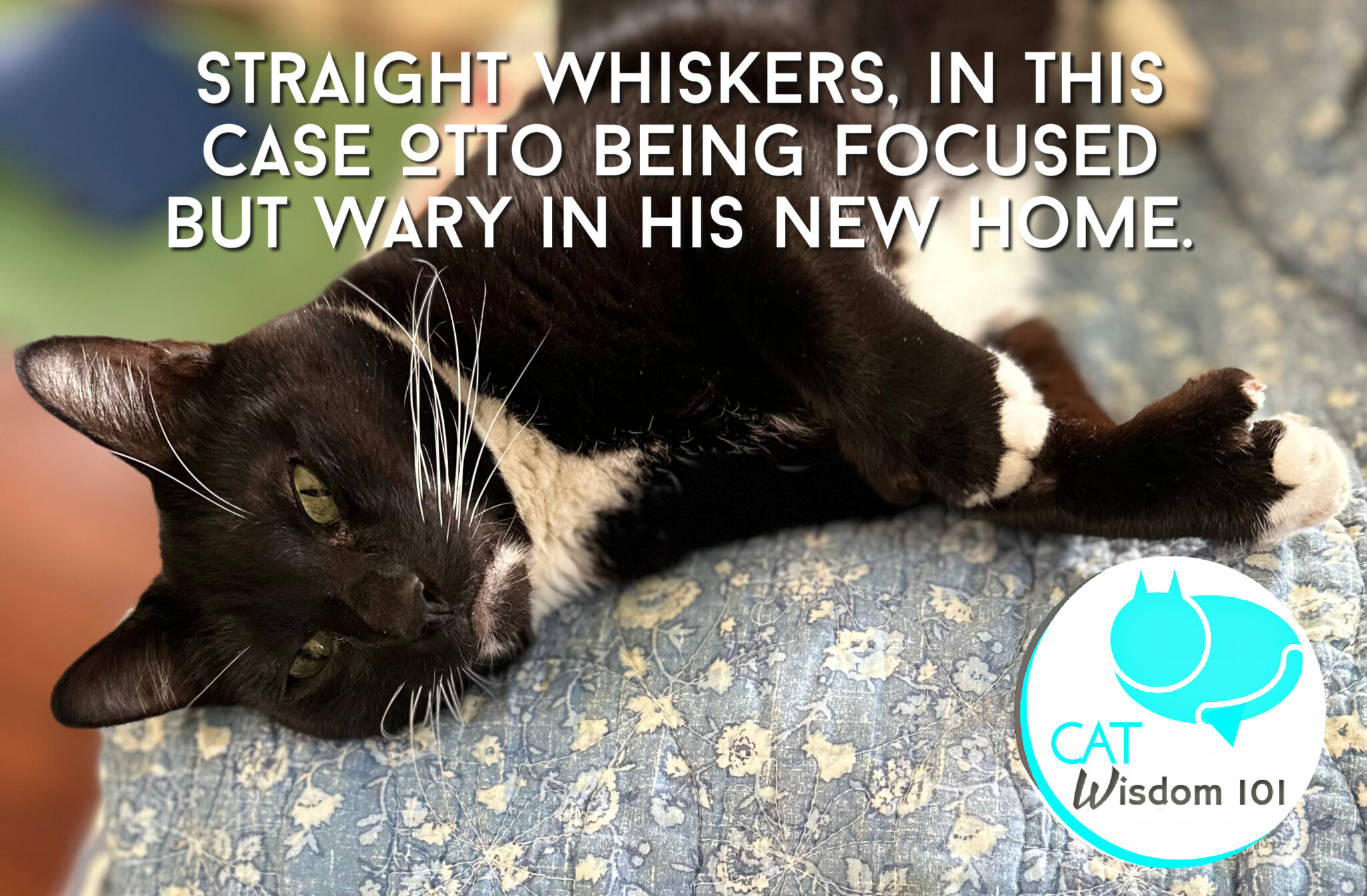 Picture of Whisker Secrets of Cats | Cat Wisdom 101