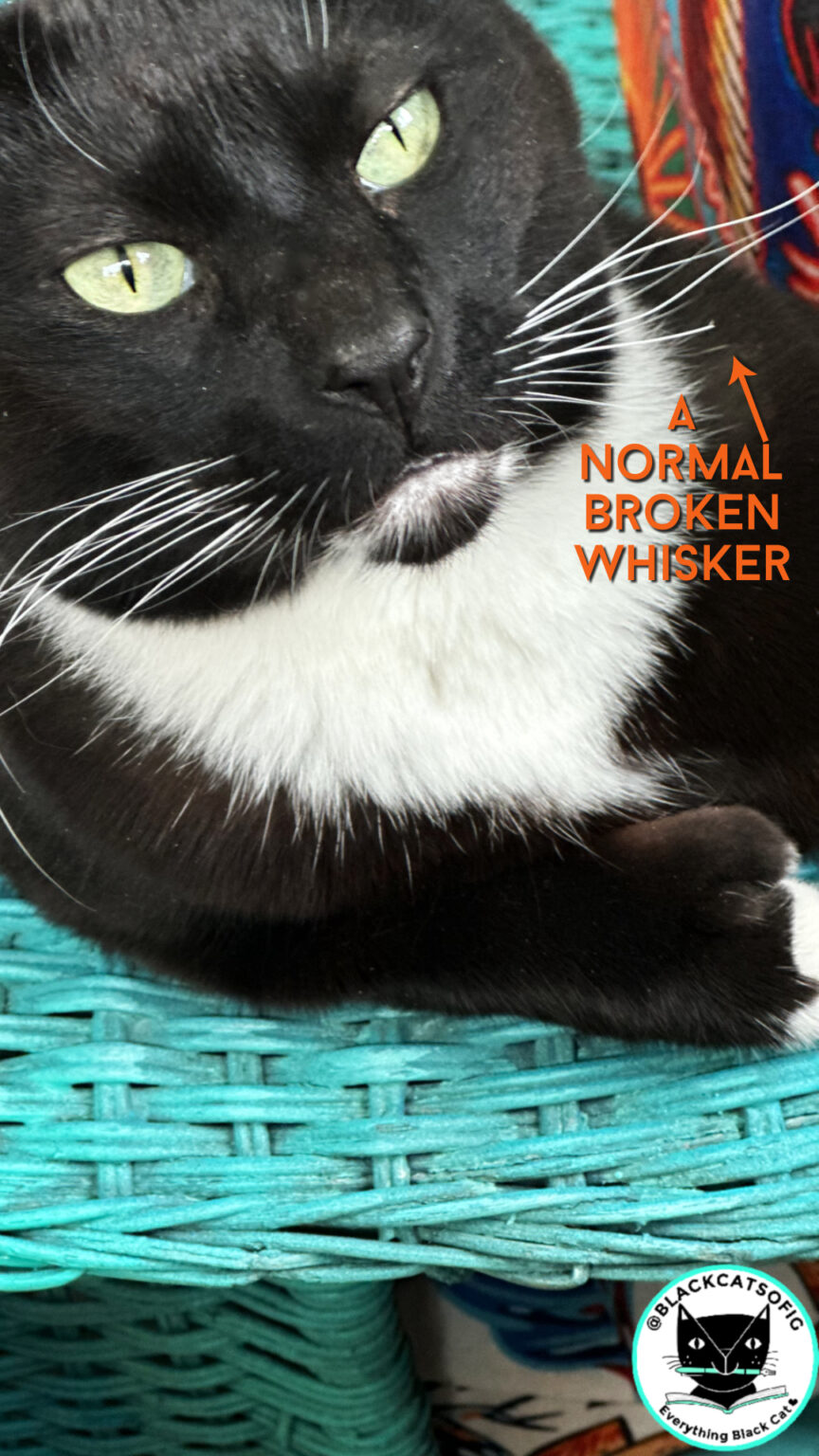 View of Whisker Secrets of Cats | Cat Wisdom 101