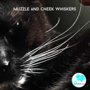 Cat muzzle and cheek whiskers