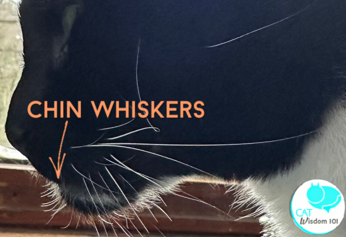 Whisker Secrets of Cats | Cat Wisdom 101