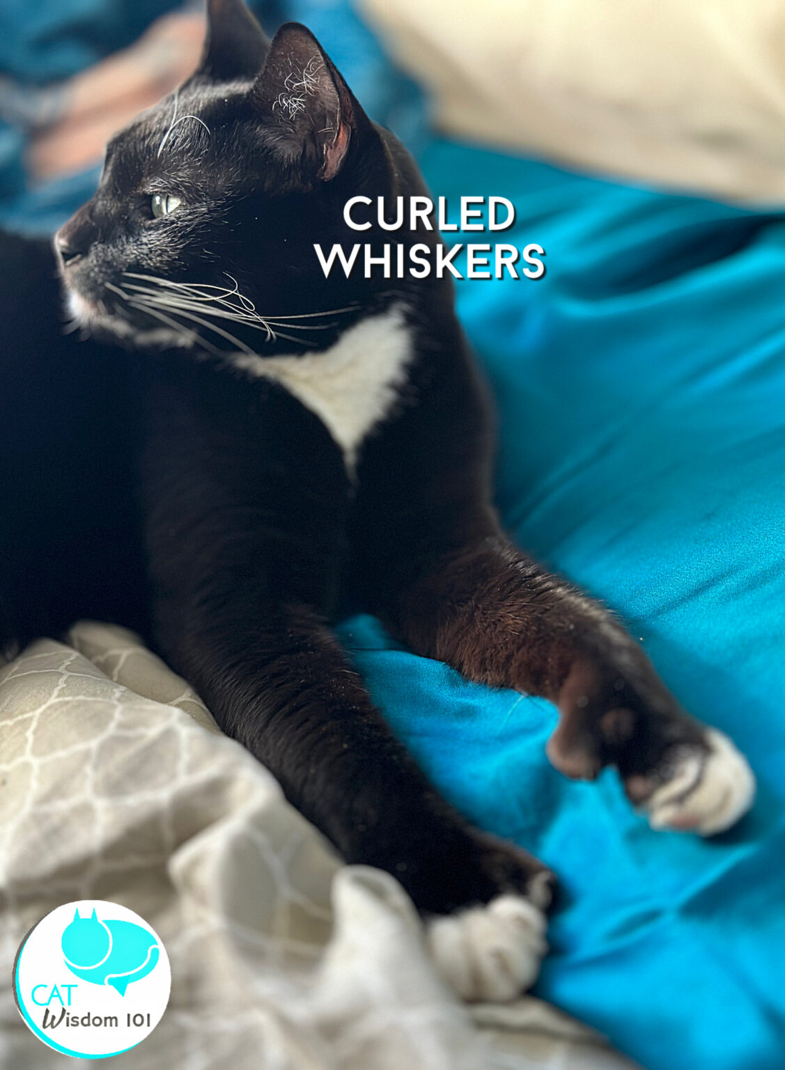 Whisker Secrets of Cats | Cat Wisdom 101