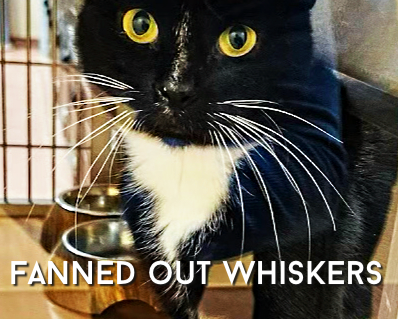 Shelter cat whiskers