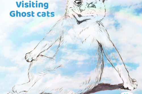 7 signs from visiting ghost cats