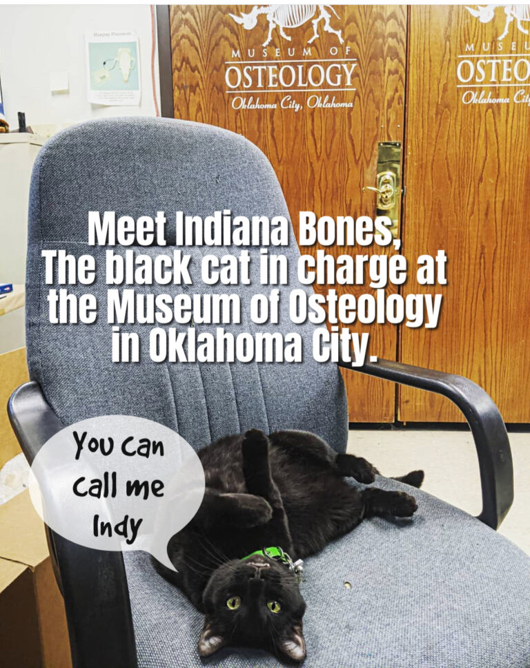 Indiana Jones: The Skeleton Museum Adventure Cat | 🐾