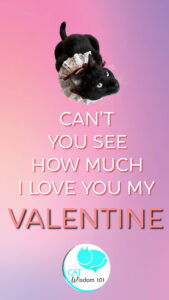 Valentine Love quote with cat