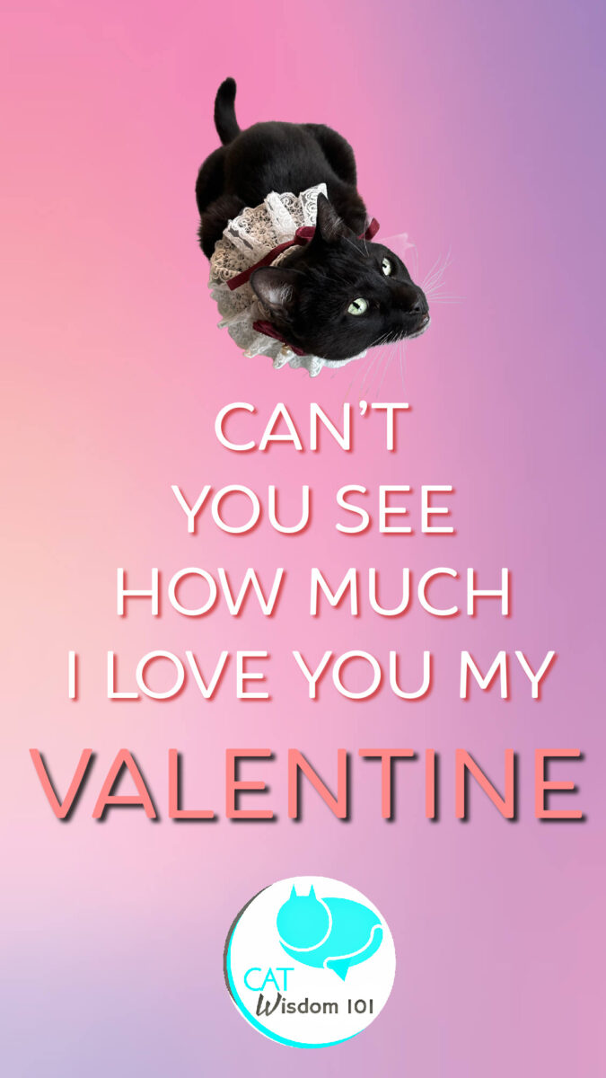 Valentine Love quote with cat