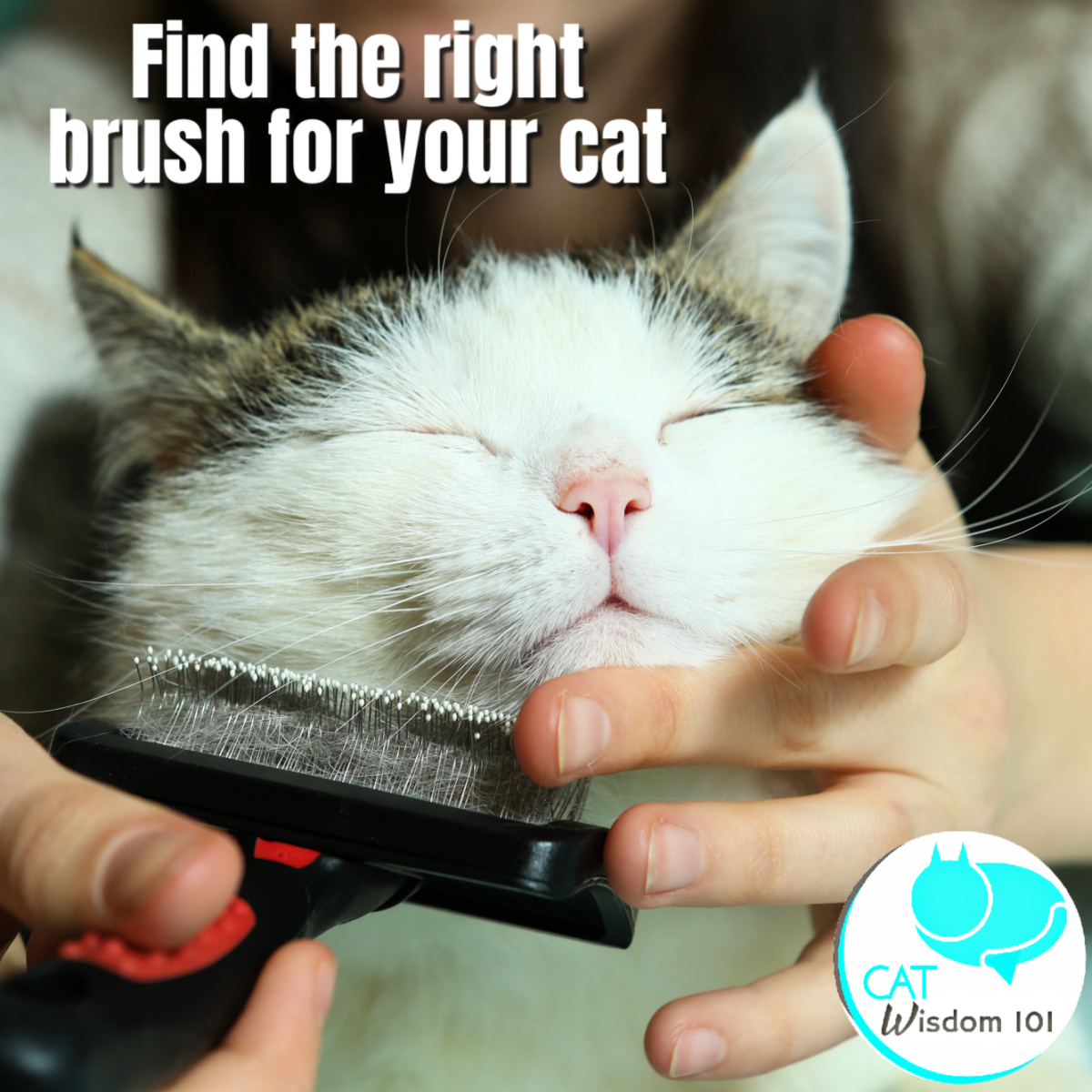 cat brushing tips