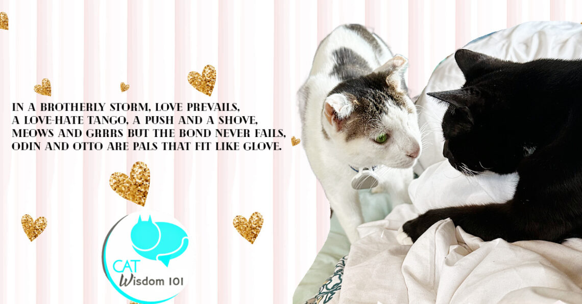 Valentine Love Poems By Cats Odin Otto Cat Wisdom 101
