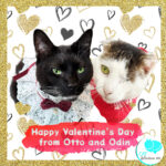 Valentine Love poems by cats