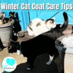 winter cat coat care tips
