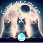 Eclipse safety for cats