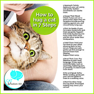 how to hug a cat