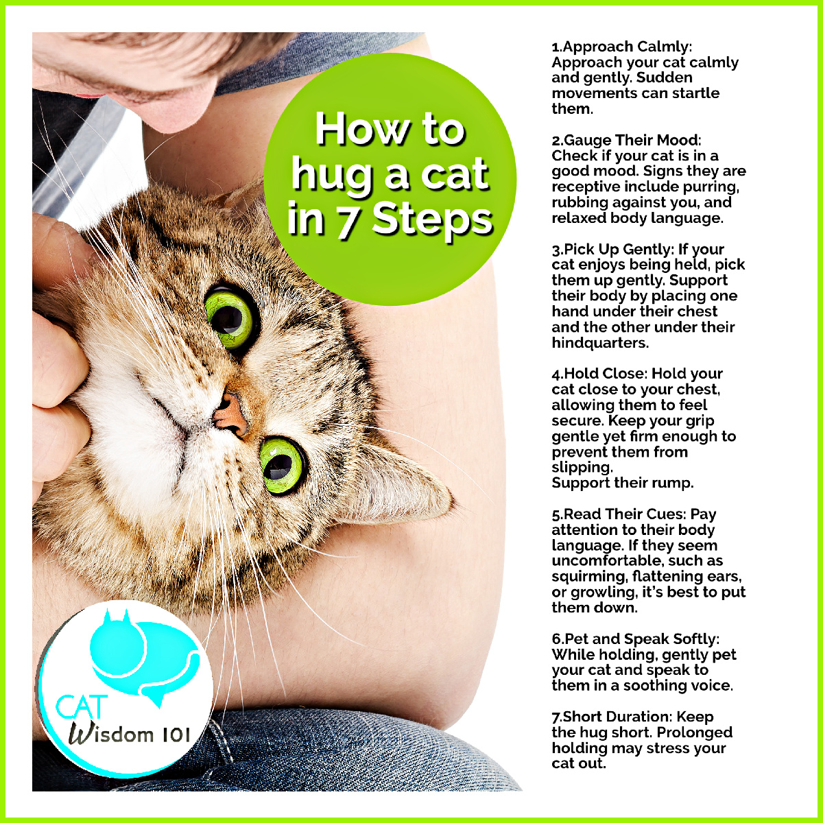 how to hug a cat