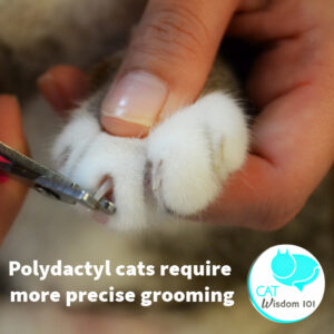 polydactyl cat