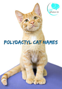 polydactyl cat