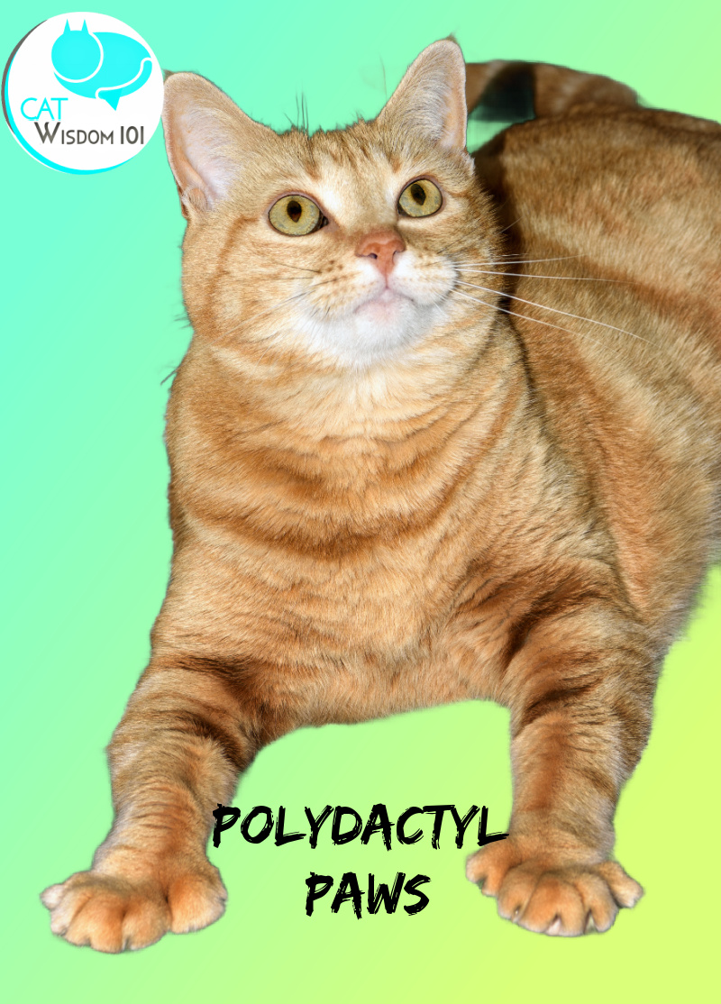 polydactyl cat
