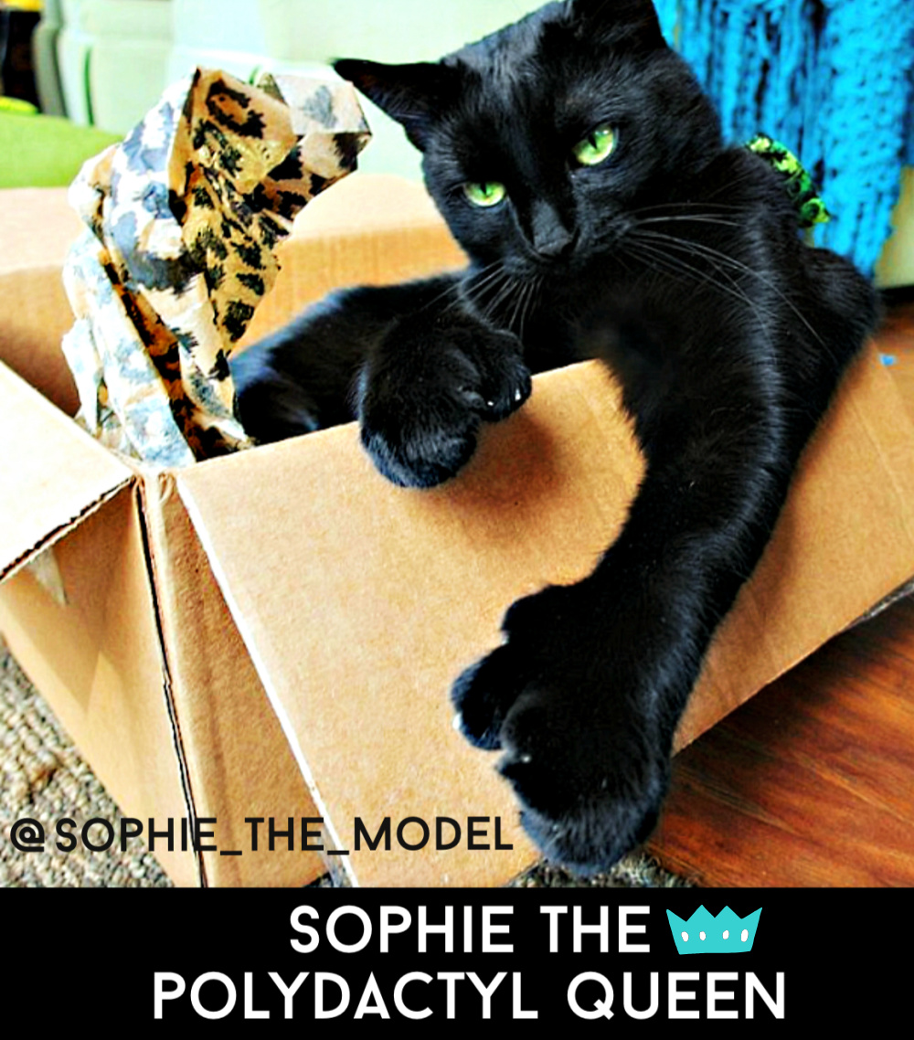 Sophie the model cat