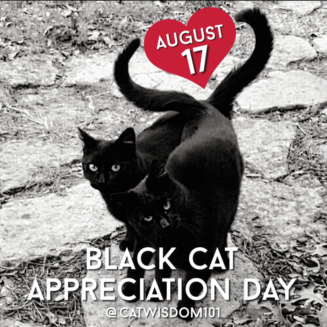 black cat appreciation day