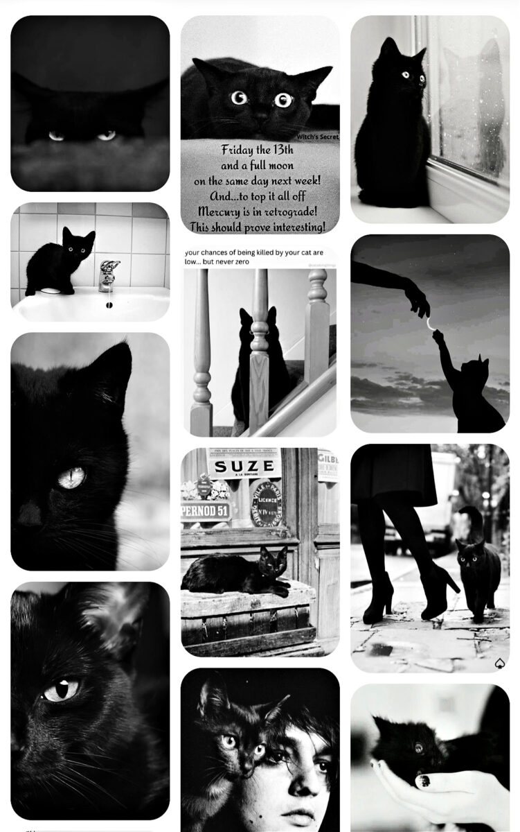 black cat black and white photography