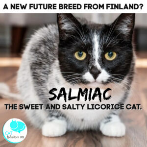 salmiac cat