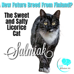 Salmiak cat