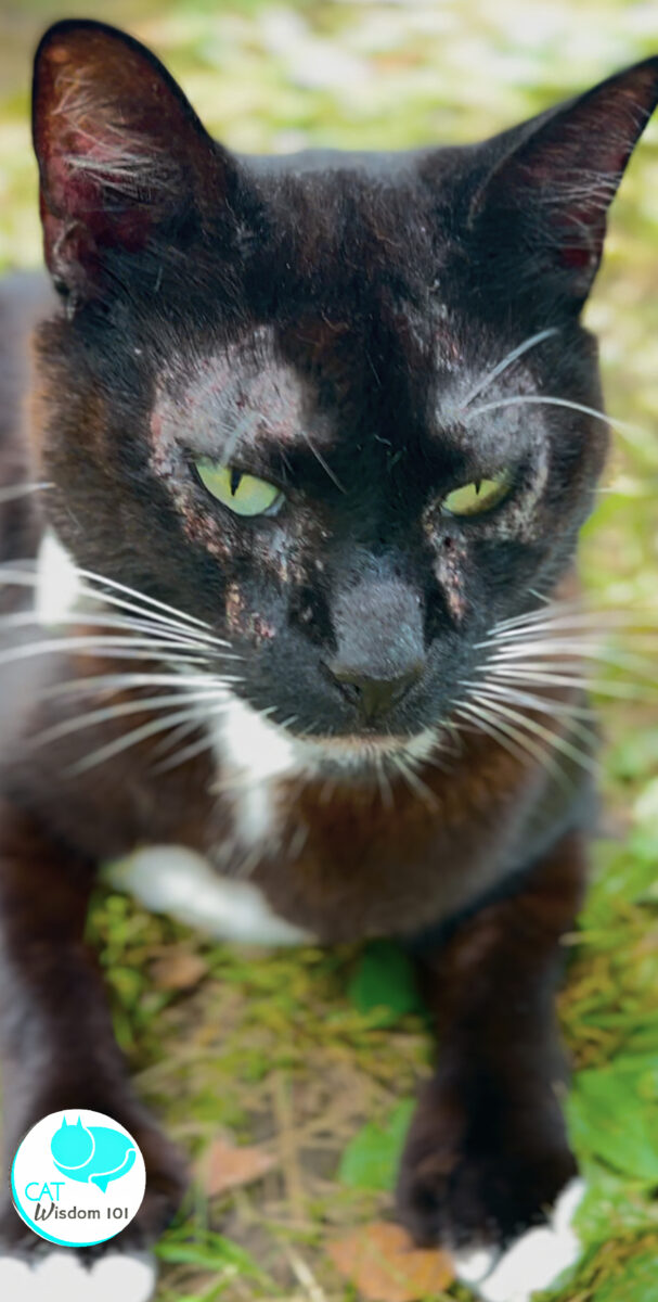 feline facial pruritis