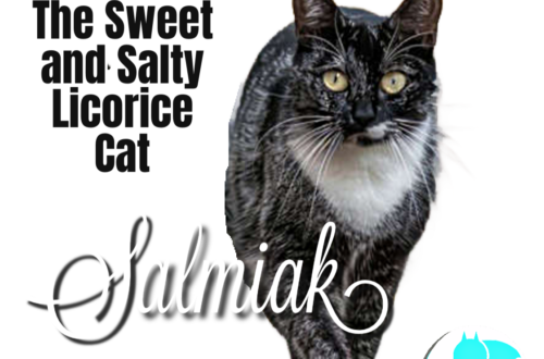 Salmiak cat