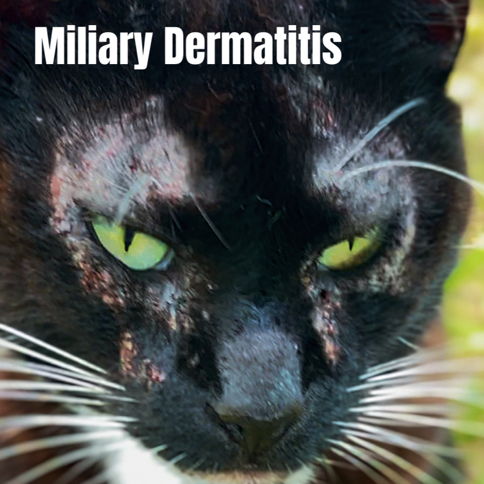 miliary dermatitis