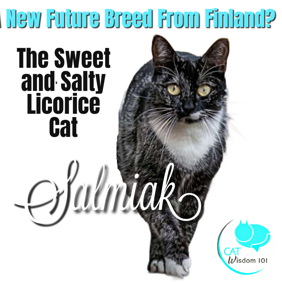 Salmiak cat