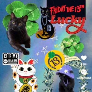 friday 13th cats