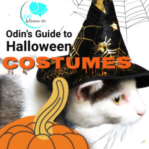 Halloween cat costumes