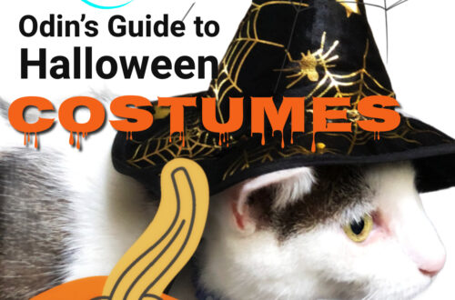 Halloween cat costumes