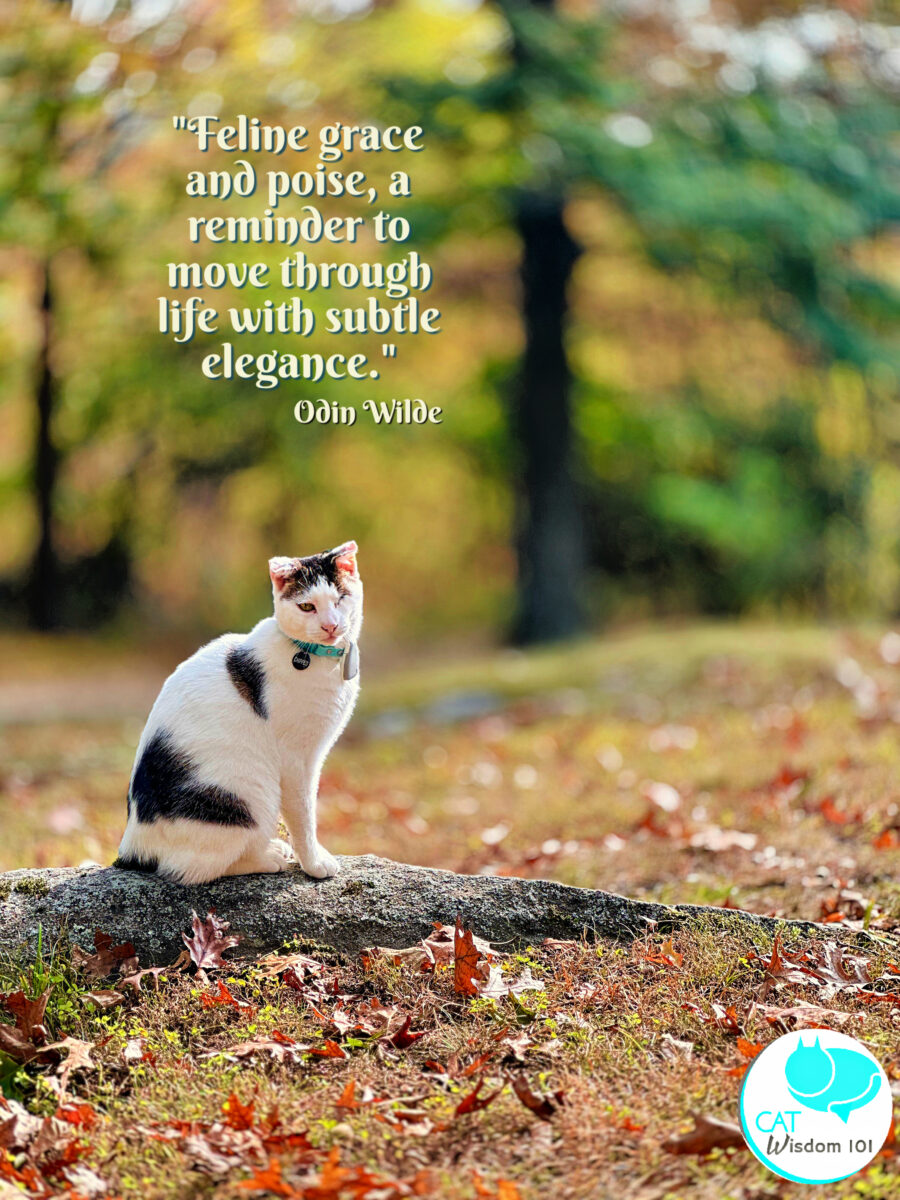 cat photo quotes Odin