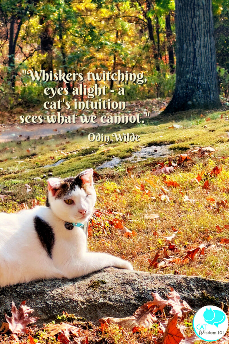 cat photo quotes intuition