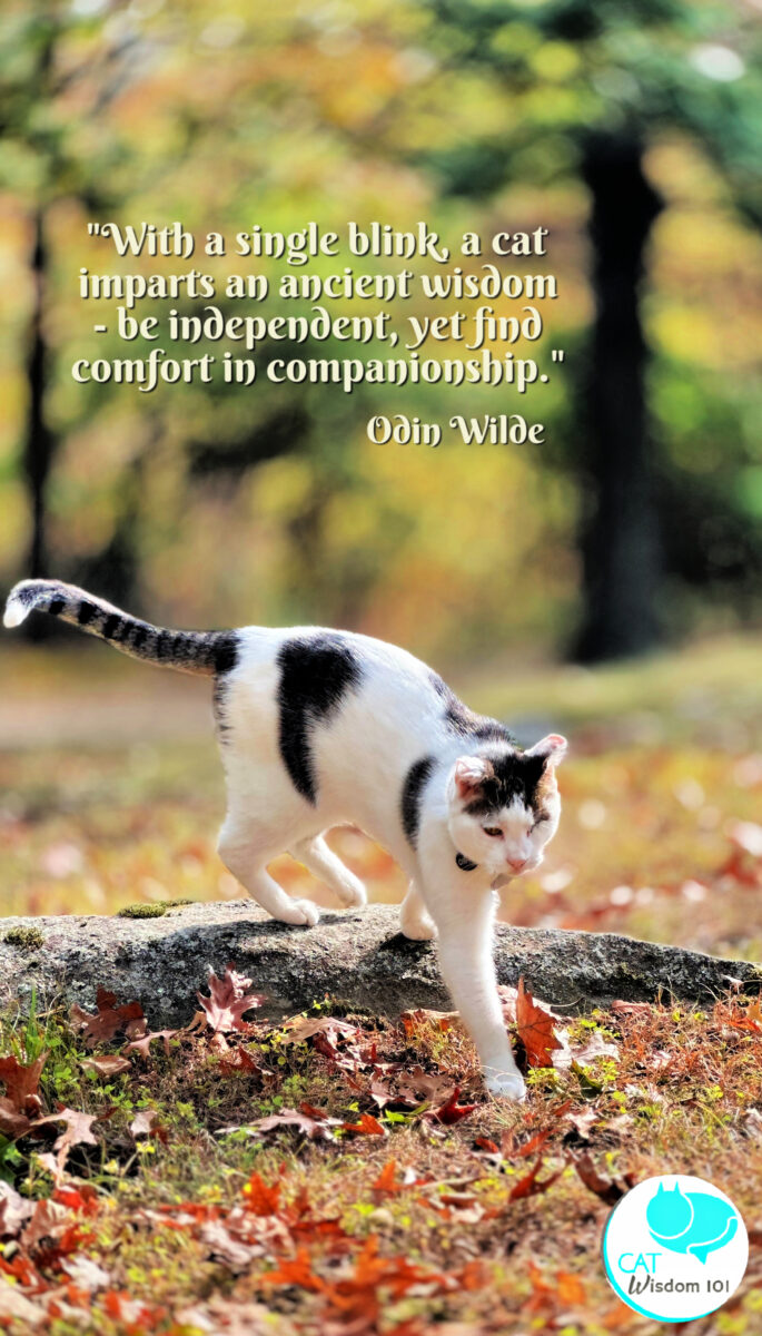 cat photo quotes