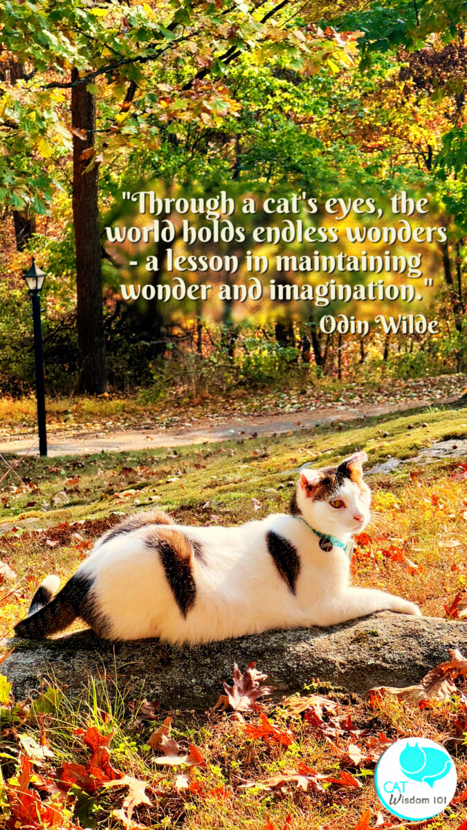 cat photo quotes samhain