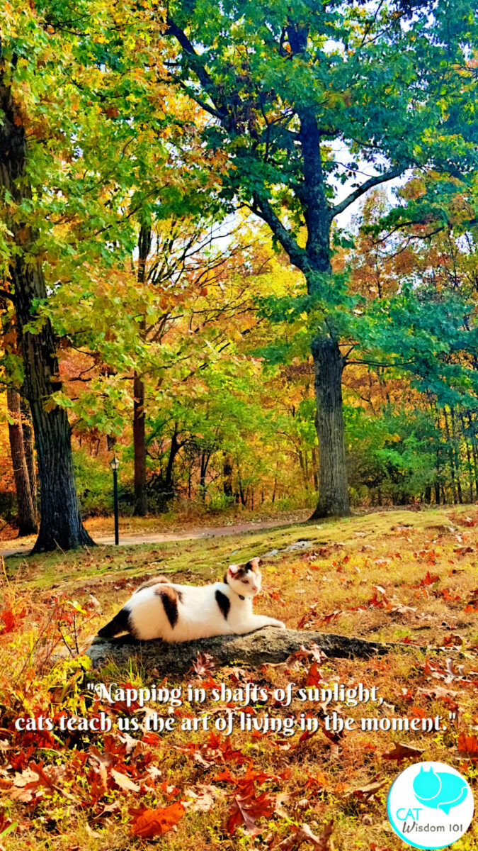 cat photo quotes autumn