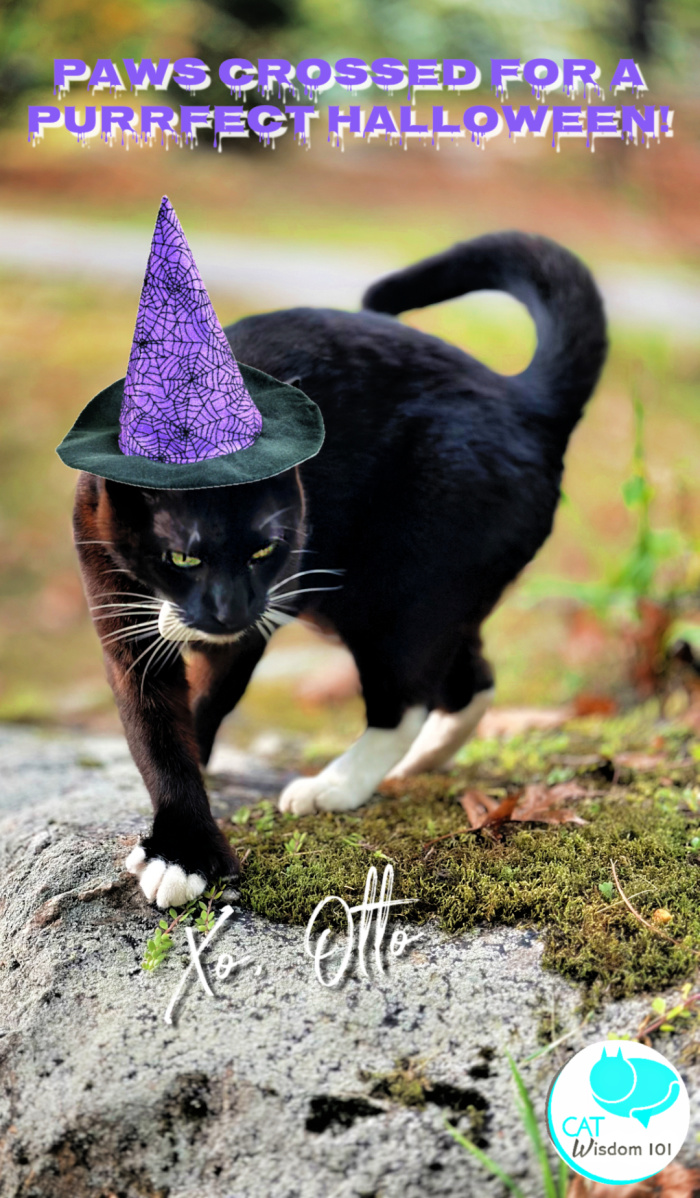 tuxedo cat Halloween card