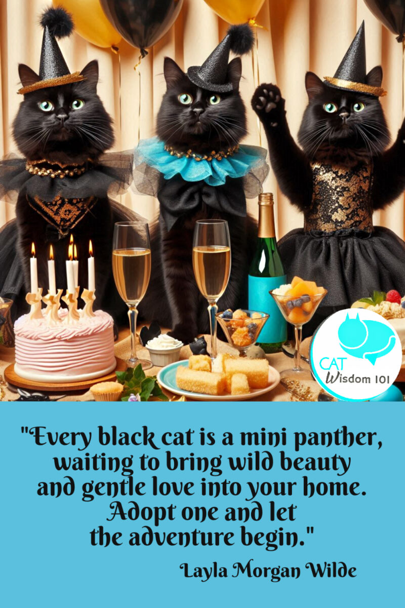 Black cat awareness month