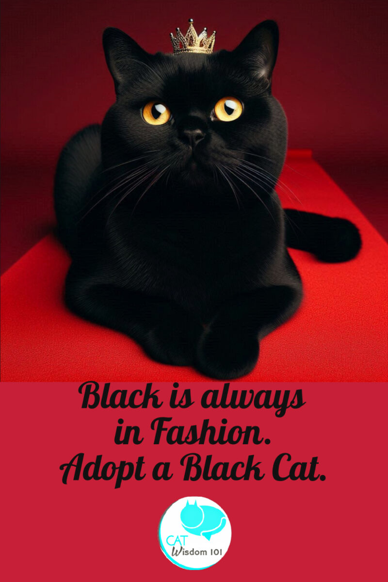 Black cat awareness month 